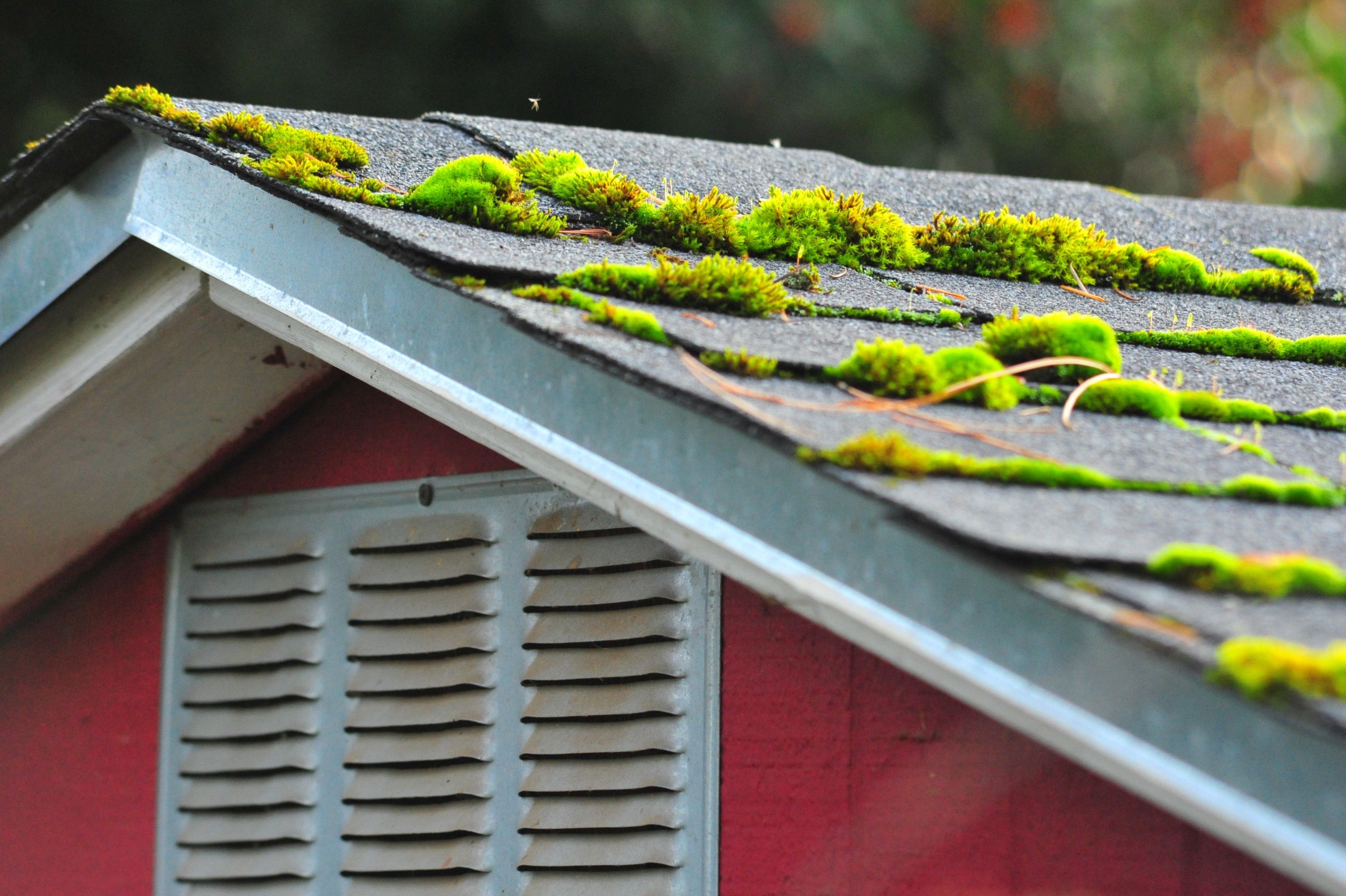 roof cleaning