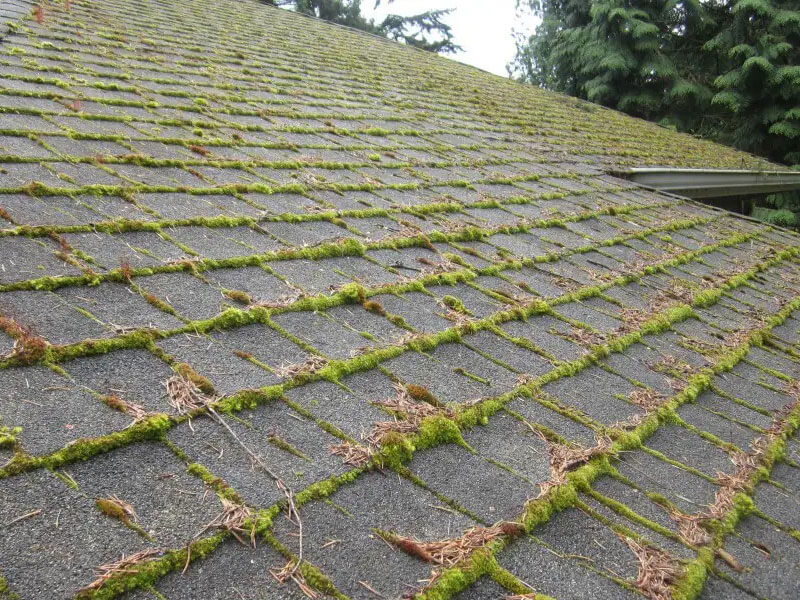 moss-on-roof
